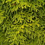 Thuja occidentalis 'Smaragd'